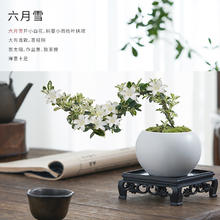 六月雪盆景悬崖红花茶桌禅意室内窗台小绿植物办公室茶几桌面盆栽