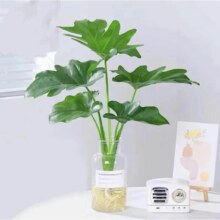 花点时间 水培绿植1株（龙鳞春羽/玛丽安/天堂鸟可选）