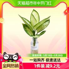 朵屿花间 水培植物玛丽安天堂鸟龙鳞春羽