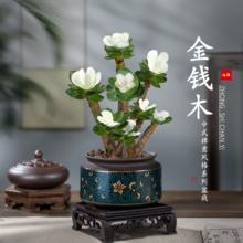 临雅 金钱木盆栽老桩多肉绿植物办公室内花卉桌面高端禅意小摆件发财木