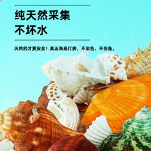 yee 意牌 鱼缸造景贝壳天然海螺手工艺装饰品水族箱底砂生态摆件小海星