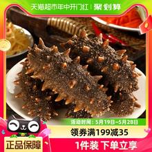 Three Dolphins 三只海豚 大连即食海参辽参单个装500g（13-19只）