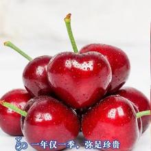 今日福利！ 山东樱桃 车厘子 5斤彩箱装 26-30mm