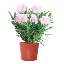 行湘康乃馨盆栽观花植物桌面绿植花卉盆栽 康乃馨粉色【原盆】
