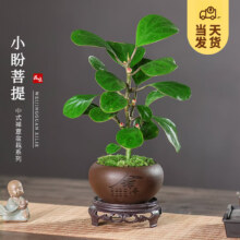 京东百亿补贴：开时果 小盼菩提盆栽（带果发货） 舍得盆+苔藓+底托（2-5颗小果）