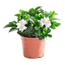 爱你一万年栀子花盆栽 【当年开花】