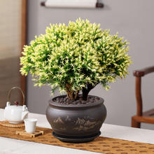 夜可美 雾松盆栽黄金雾凇盆景四季常青植物室内阳台观赏花卉绿植好养易活
