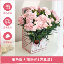 爱你一万年 【带花苞】康乃馨粉色（礼盒）
