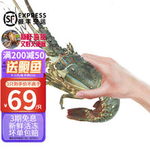 时寐 东山岛海捕小青龙虾新鲜活冻大号青龙虾端午中秋春节礼盒顺丰空运 250-300克/只