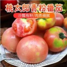 绿行者旗下，哪咤豆豆 桃太郎青粉番茄新鲜西红柿5斤
