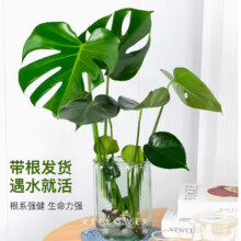88VIP：REFLOWER 花点时间 龙鳞春羽1株 赠广口玻璃瓶*2件