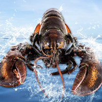 20点！渔传播 波士顿龙虾 2只 1kg 礼盒装