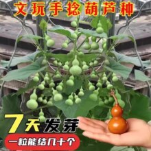 11点开始、天降福利：手捻小葫芦籽+肥料