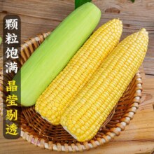 京东百亿补贴：晟容果蔬 新鲜玉米 水果玉米 9斤 带箱 单果200-250g