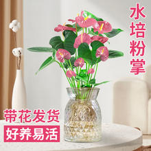 爱你一万年 粉掌盆栽水培植物室内好养绿植水养花卉四季常青红掌鲜花一帆风顺