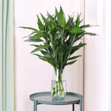 微信小程序：双盟 富贵竹水培植物  60cm-70cm 4mm枝*10棵 不含瓶