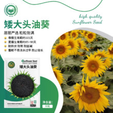 京农研 油葵种子 10g
