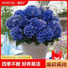忻朵 绣球花苗植物无尽夏开花好养的花四季不断盆栽花卉植物室内易养活