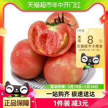 GREER 绿行者 青粉番茄 2.5kg