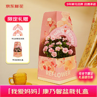 某东鲜花 母亲节康乃馨盆栽礼盒