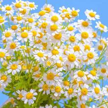 送俩包肥料 花组合花种子菊花太阳花1000粒