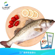 仙泉湖 三去白蕉海鲈/海鲈鱼