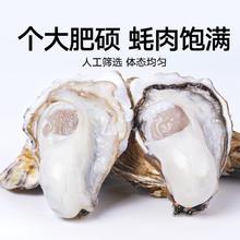 88VIP会员：喵满分 鲜活乳山生蚝4XL净重5斤8-12个