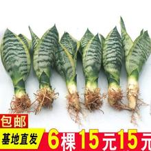 自然萃 金边虎皮兰多肉植物室内花卉绿植盆栽新房虎尾兰高矮