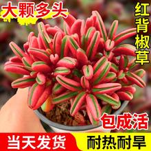 绚懿 红背椒草多肉植物老桩好养活绿植办公室稀有高贵植物花卉美观趣味