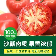 绿行者桃太郎粉番茄2斤