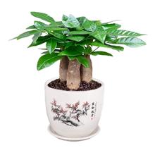 梵花壹木 发财树盆栽