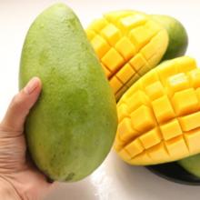 芒无双 广西青皮金煌芒 拍2件直发一件9斤装 特大果500G+