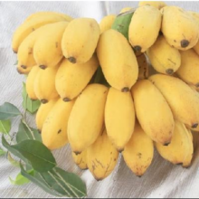 果迎鲜 小米蕉 净果9斤装