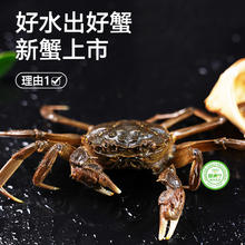 88VIP会员：【活蟹】六月黄大闸蟹8只(1.7-2.0两)鲜活特大新鲜香辣河螃蟹礼盒
