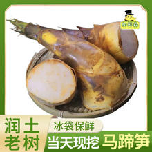 百亿补贴：胡鲜森 马蹄笋 净重3-3.5斤 单果150g起