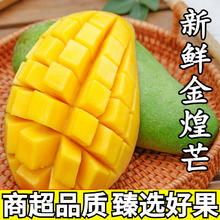 卫辞 广西金煌芒果新鲜现摘应季时令芒果金黄果肉汁水丰盈整箱热带水果 金煌芒 9斤中果