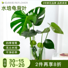 花点时间 夏天绿植水培龟背叶/天堂鸟2枝装 赠玻璃花瓶