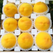 正宗山东蒙阴黄桃 精选特大果 2.5斤（约5-8个）