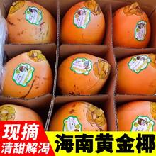 丰农人 海南新鲜现摘黄金椰子6个装