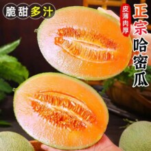 PLus会员，文枝山东西州蜜哈密瓜 新鲜当季水果现摘现发 9斤(净重8-8.5斤) 精选装2-3个