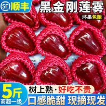 海南 黑金刚莲雾 5斤装 单果 75-100