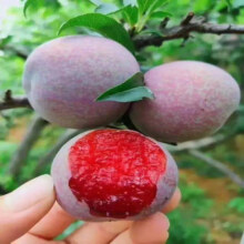京鲜生  三华李1.5kg 单果18g以上 生鲜时令水果
