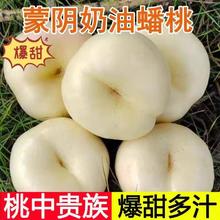 智洲 贵族桃 蒙阴 奶油白蟠桃 3斤装