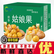 百亿补贴：彩箱东北菇娘姑娘果黄菇娘果灯笼果黄姑娘果洋菇娘新鲜2斤