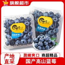 京世泽 国产高山蓝莓 时令蓝莓水果 12盒装125g/带盒15-17mm【大果】