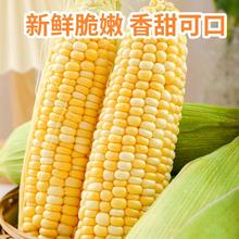 哆呢果 云南新鲜水果玉米 4.5 斤