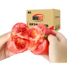 哪咤豆豆 普罗旺斯西红柿 5斤