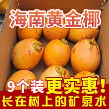福小土 海南新鲜现摘黄金椰子九个装