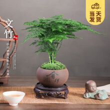 京东百亿补贴：KaiShiguo Plants 开时果 文竹盆栽桌面摆件盆景 文竹（舍得紫砂盆+苔藓+底座）
