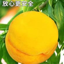 百亿补贴：诗里伯爵 正宗锦绣黄桃 4.5斤